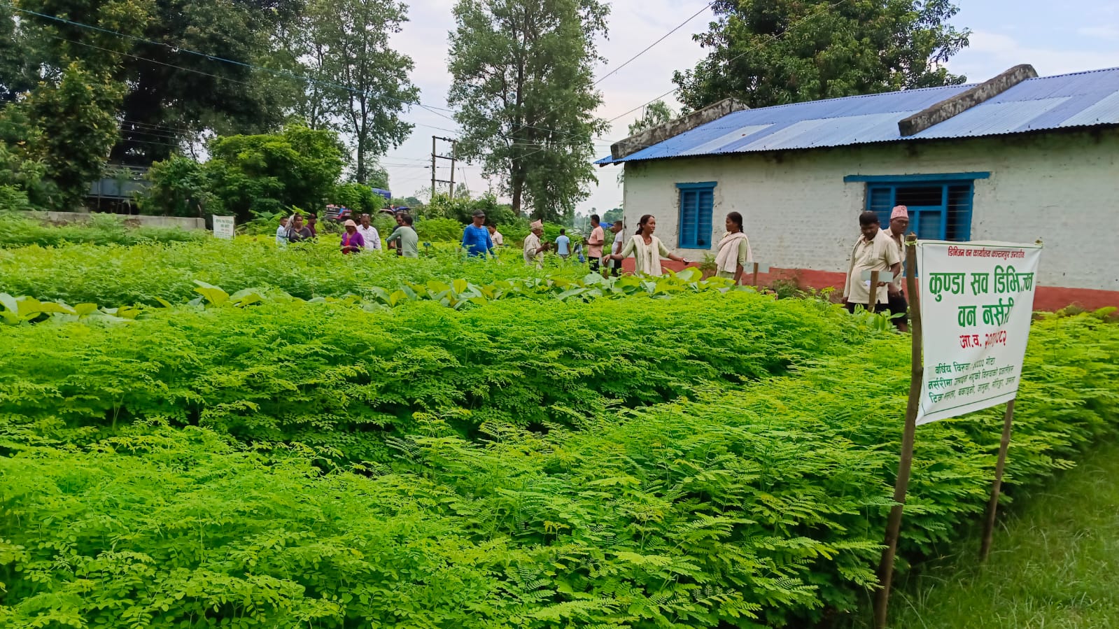 ८५ हजार बिरुवा वितरण गर्दै कञ्चनपुरको कुण्डा सव डिभिजन वन कार्यालय पचकडिया