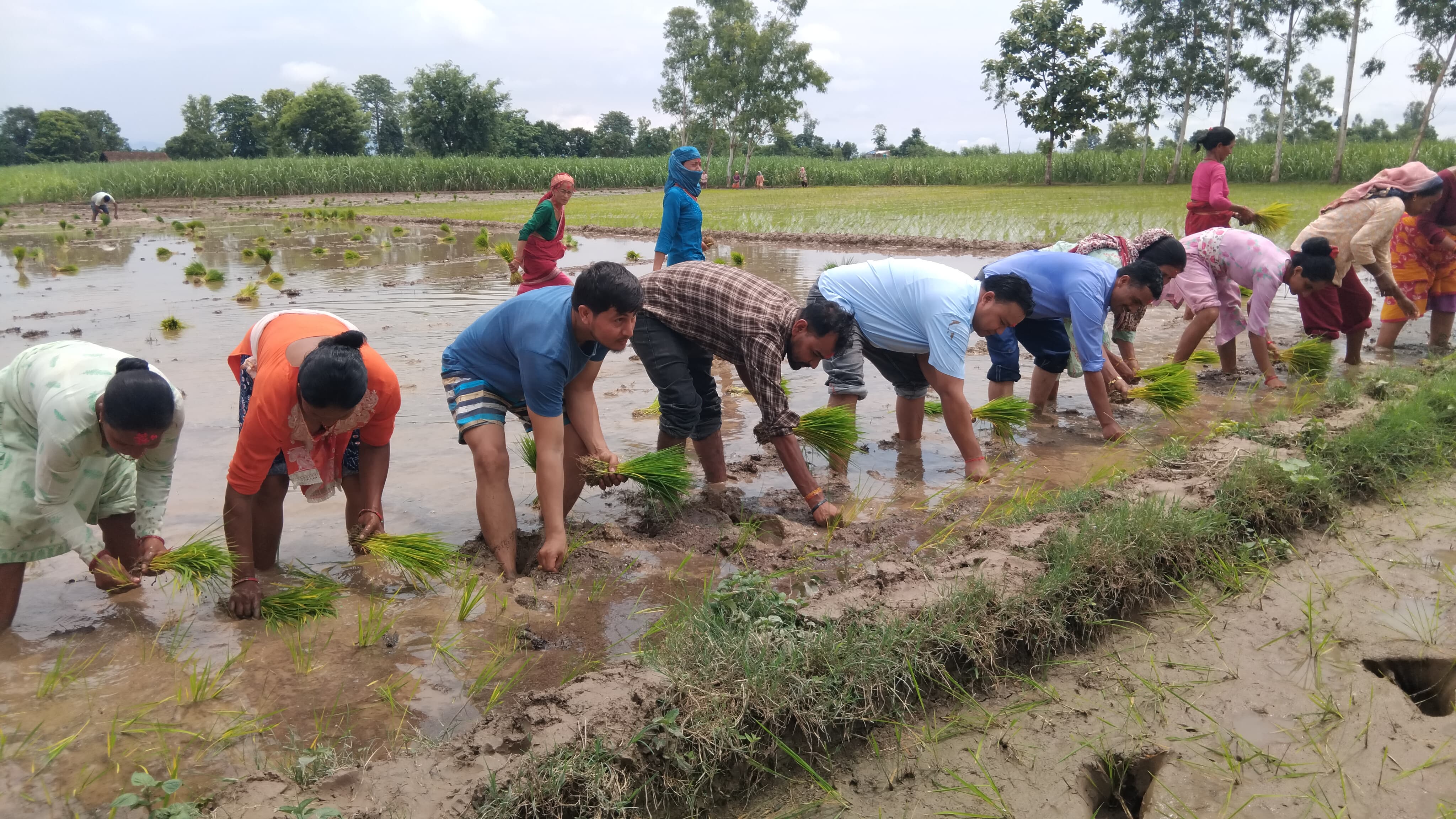 बेलौरीको मैनाहमा भव्य रूपमा मनाइयो २२ औँ राष्ट्रिय धान दिवस तथा रोपाइँ महोत्सव