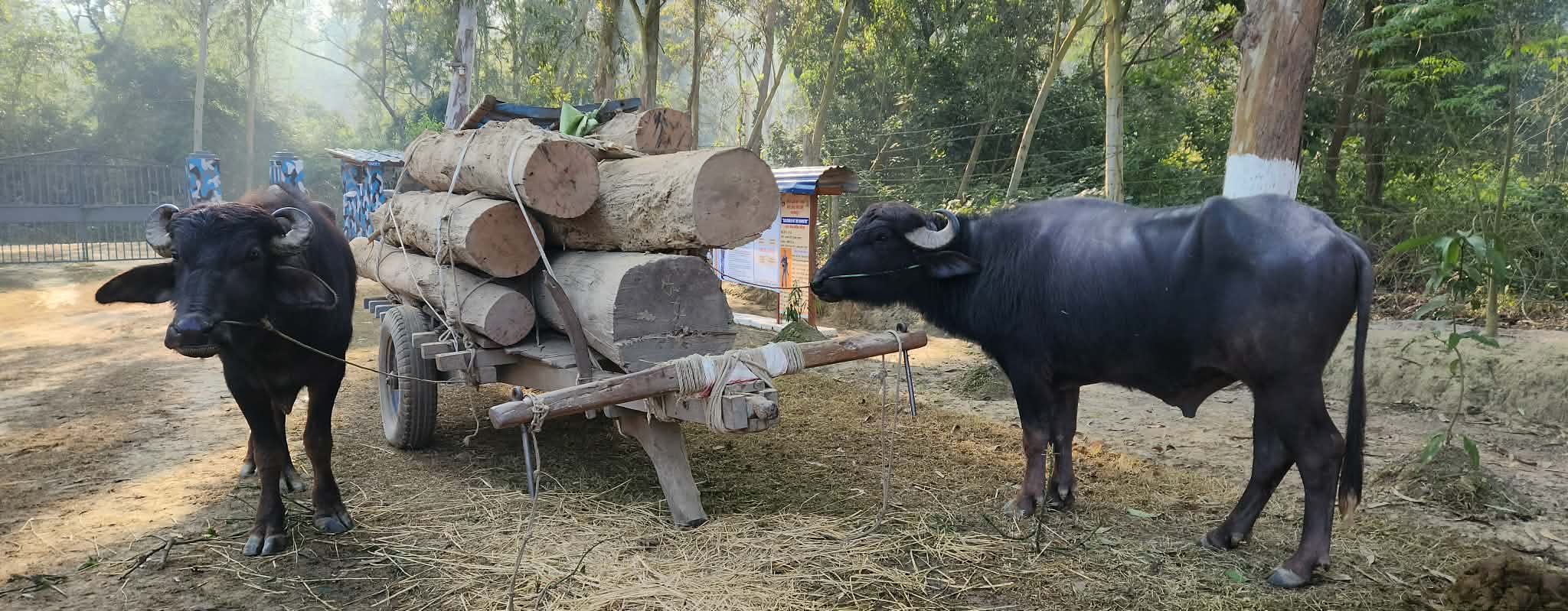 कञ्चनपुर : नेपाल-भारत सीमा क्षेत्रबाट दुई राँगा, एक गाडा र ७६ क्युफिट काठ बरामद