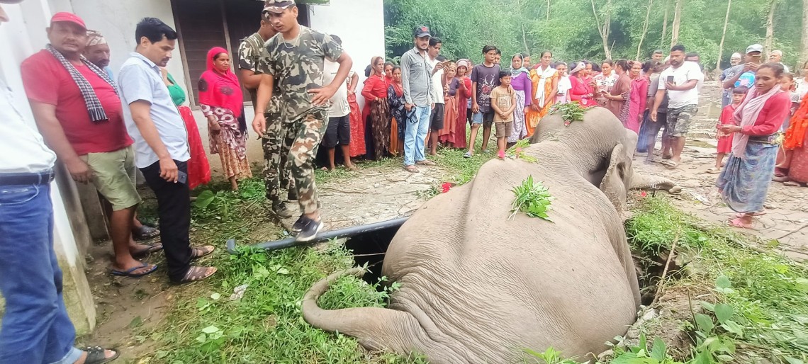 कञ्चनपुर : शौचालयको सेप्टी ट्याङ्कीमा परेर जङ्गली हात्तीको मृत्यु
