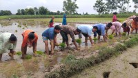 बेलौरीको मैनाहमा भव्य रूपमा मनाइयो २२ औँ राष्ट्रिय धान दिवस तथा रोपाइँ महोत्सव