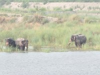 महाकाली नदीमै रमाइरहेका छन्, तीन जंगली हात्ती; बस्तीमा त्रास- रातभर सुरक्षा गस्ती