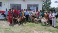 निड्स नेपालद्वारा बेलौरीमा विपन्न कृषकलाई बाख्रा वितरण