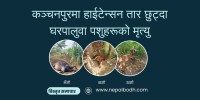 कञ्चनपुरमा हाईटेन्सन तार छुट्दा घरपालुवा पशुहरूको मृत्यु