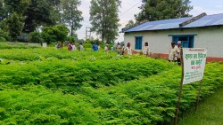 ८५ हजार बिरुवा वितरण गर्दै कञ्चनपुरको कुण्डा सव डिभिजन वन कार्यालय पचकडिया