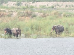 महाकाली नदीमै रमाइरहेका छन्, तीन जंगली हात्ती; बस्तीमा त्रास- रातभर सुरक्षा गस्ती