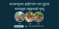 कञ्चनपुरमा हाईटेन्सन तार छुट्दा घरपालुवा पशुहरूको मृत्यु