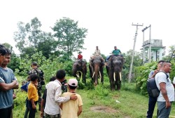 कञ्चनपुरका मानव बस्तीमा बाघ र चितुवाको त्रास, खोजी तीव्र : हात्ती र ड्रोन परिचालन गरिँदै