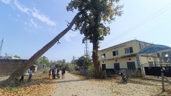 महिनौँपछि बल्ल हटाइयो क्याम्पस प्रवेशद्वार अगाडि रूखमा अड्किएको विशाल सालको रूख