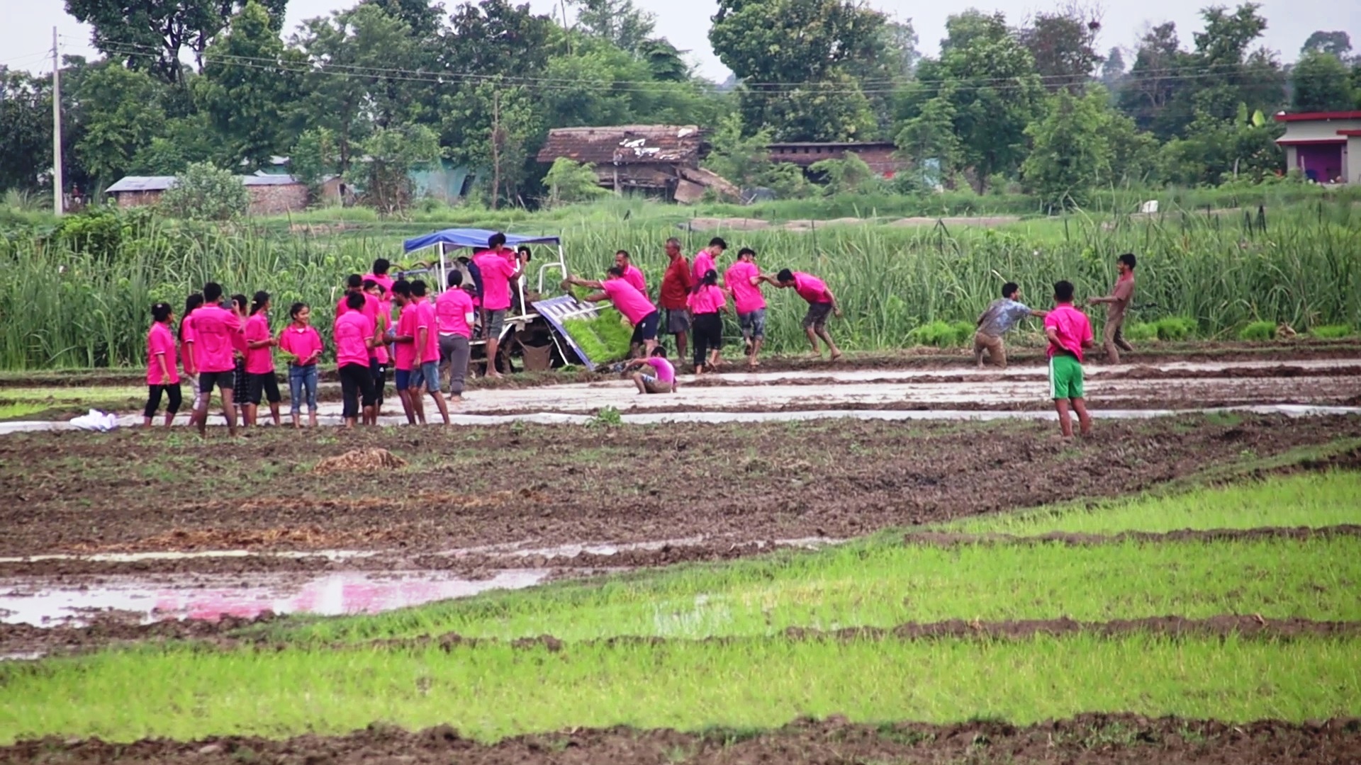 कञ्चनपुरमा पनि २०औँ राष्ट्रिय धान दिवस तथा रोपाइ महोत्सव