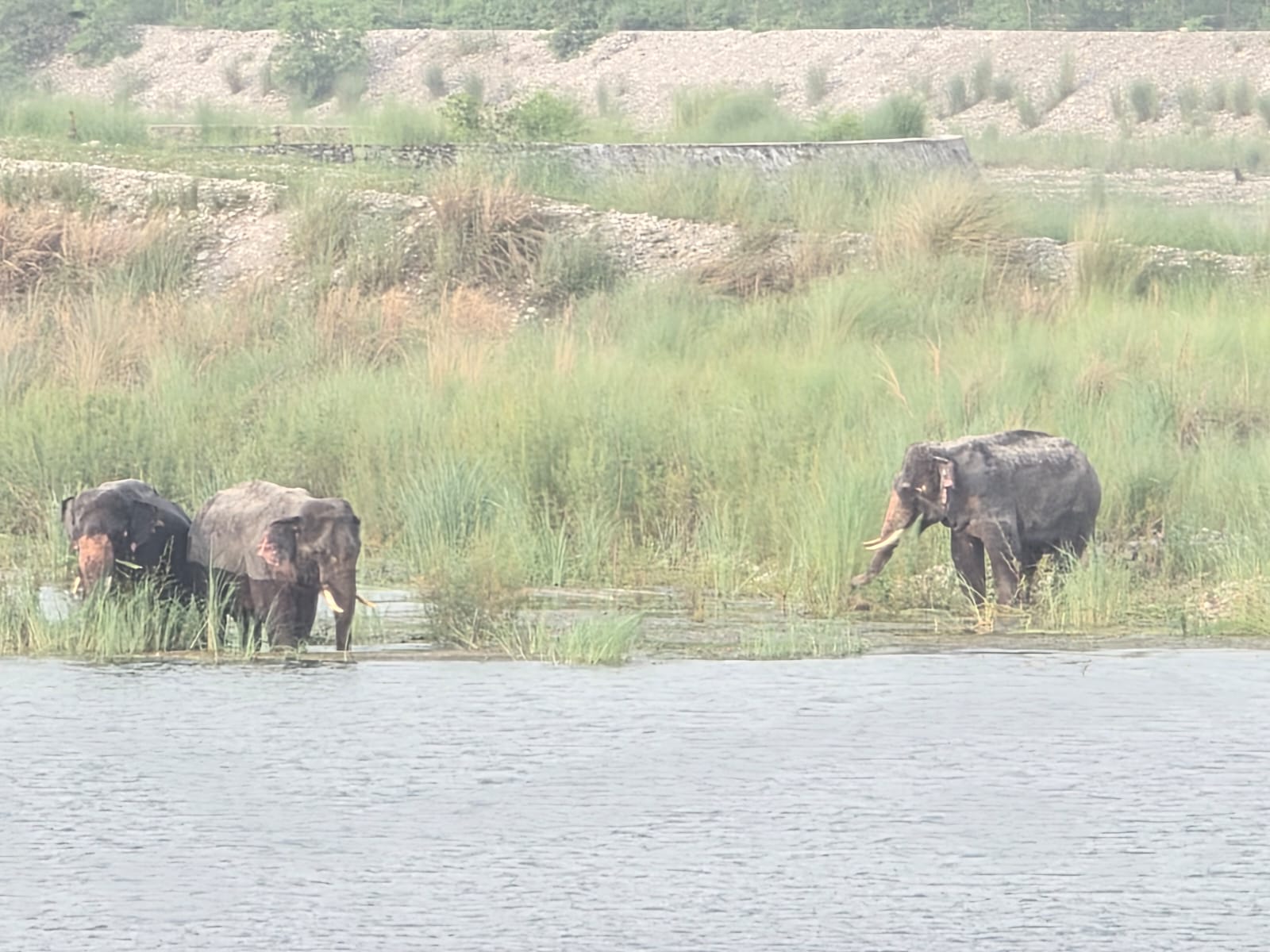 महाकाली नदीमै रमाइरहेका छन्, तीन जंगली हात्ती; बस्तीमा त्रास- रातभर सुरक्षा गस्ती