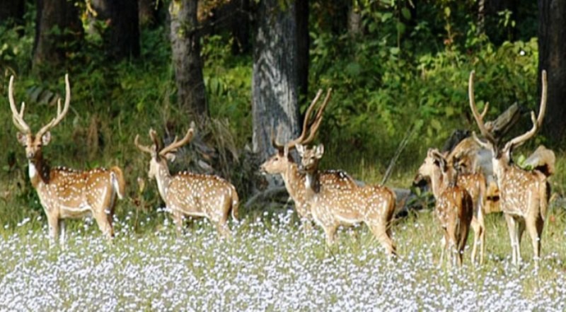 शुक्लाफाँटा अवलोकन गर्नेको सङ्ख्या बढ्यो