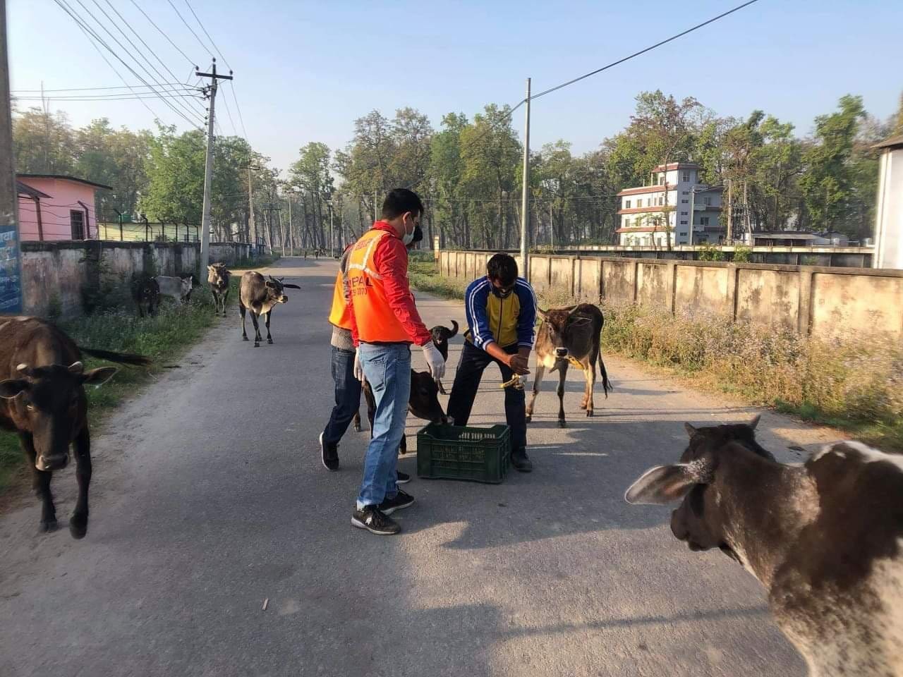 छाडा कुकुर र चौपायालाई जुकाको औषधी खुवाउँदै हेल्प नेपाल र सम्मी एग्रोभेट