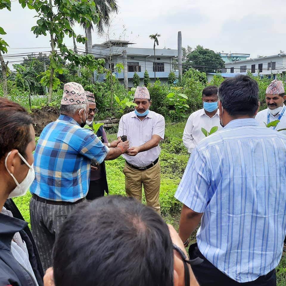 भीमदत्तलाई हरित नगर बनाउन विरुवा वितरण