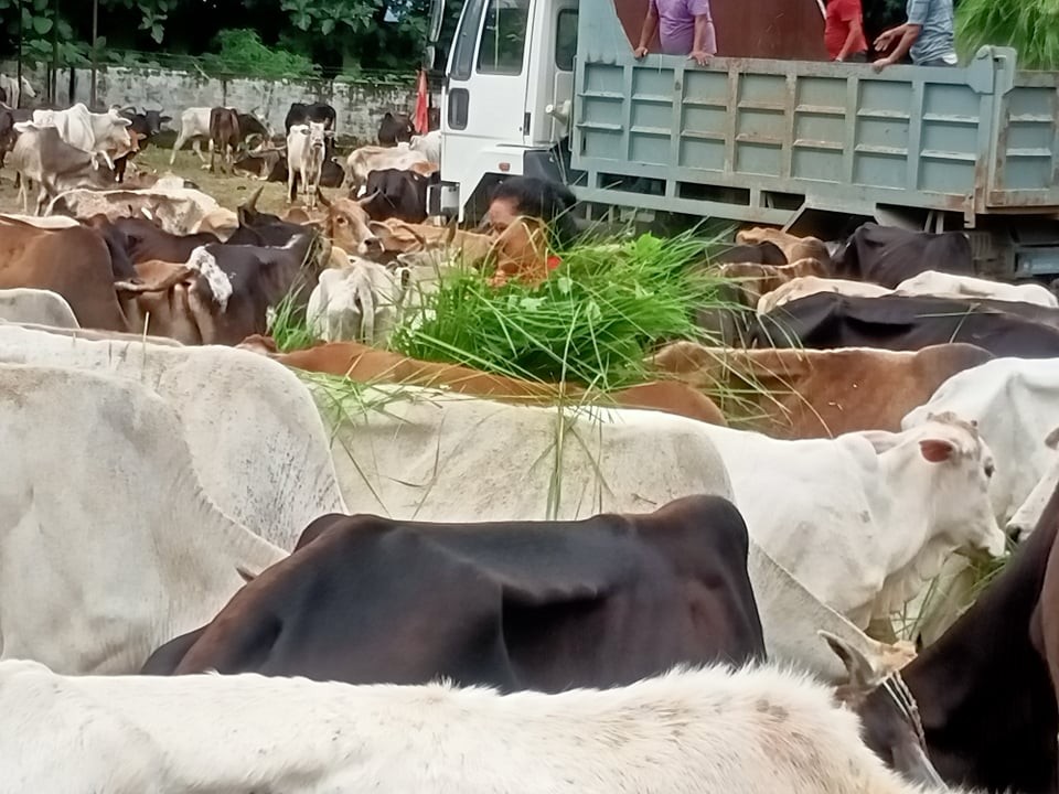 वडाध्यक्षमाथि कुटपिट भएपछि छाडा पशुचौपाया भोकै