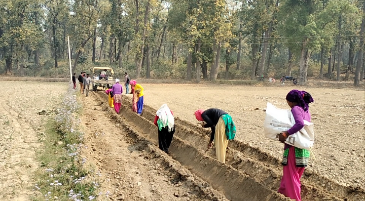 लालझाडीमा उखु खेती