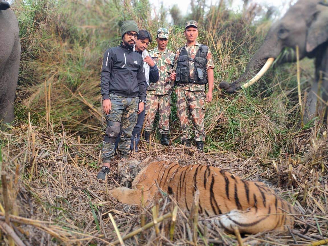 शुक्लाफाँटा राष्ट्रिय निकुञ्जमा एउटा पाटे बाघको मृत्यु