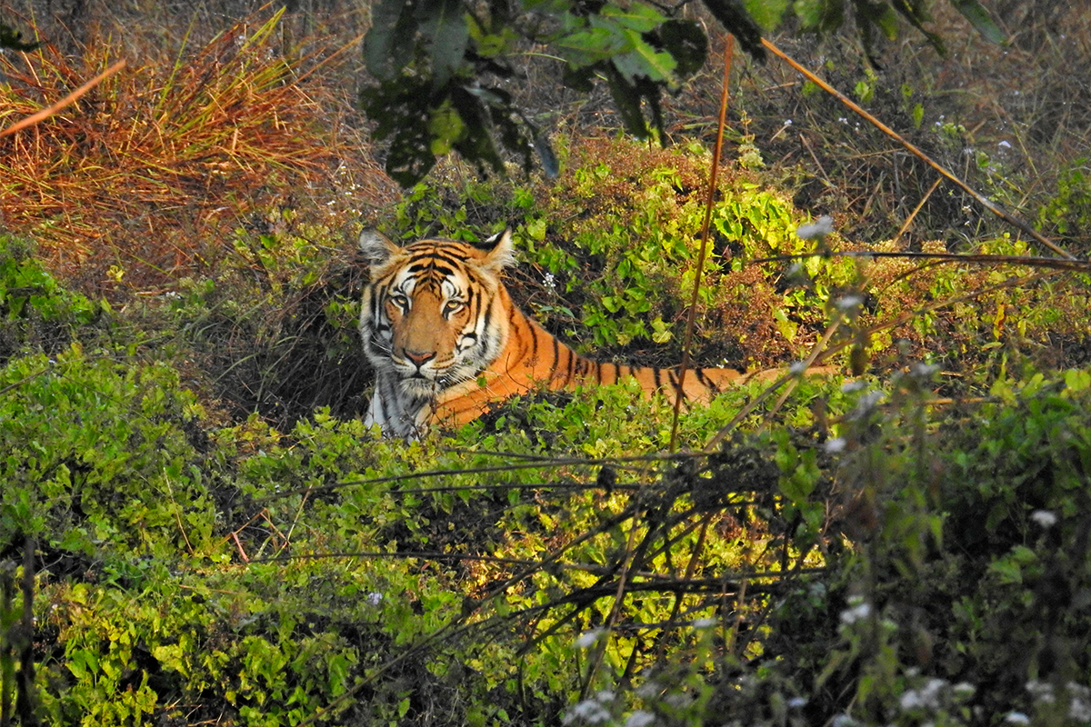 कञ्चनपुरको दक्षिणी क्षेत्रमा बाघको आतङ्क; सतर्कता अपनाउन आह्वान