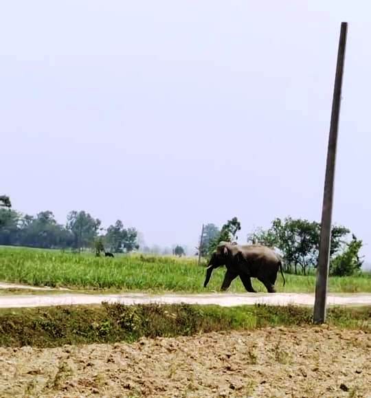 पुनर्वासमा जङ्गली हात्तीको आतङ्क