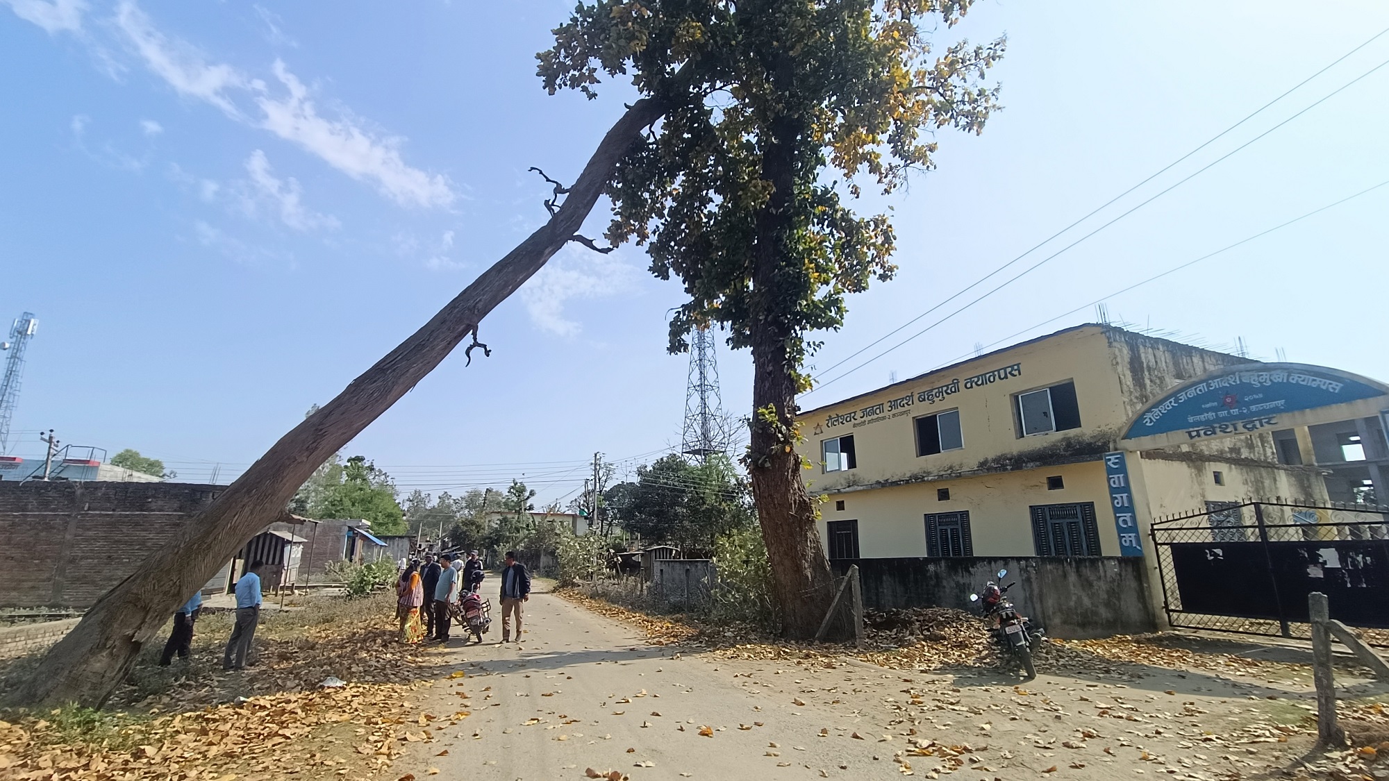 महिनौँपछि बल्ल हटाइयो क्याम्पस प्रवेशद्वार अगाडि रूखमा अड्किएको विशाल सालको रूख