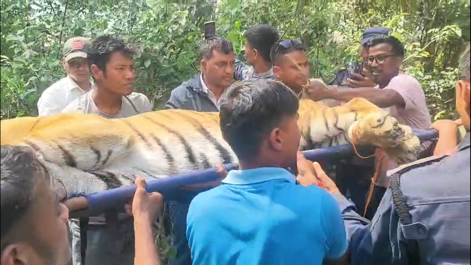 कञ्चनपुरको बेलौरीमा देखिएको बाघ नियन्त्रणमा