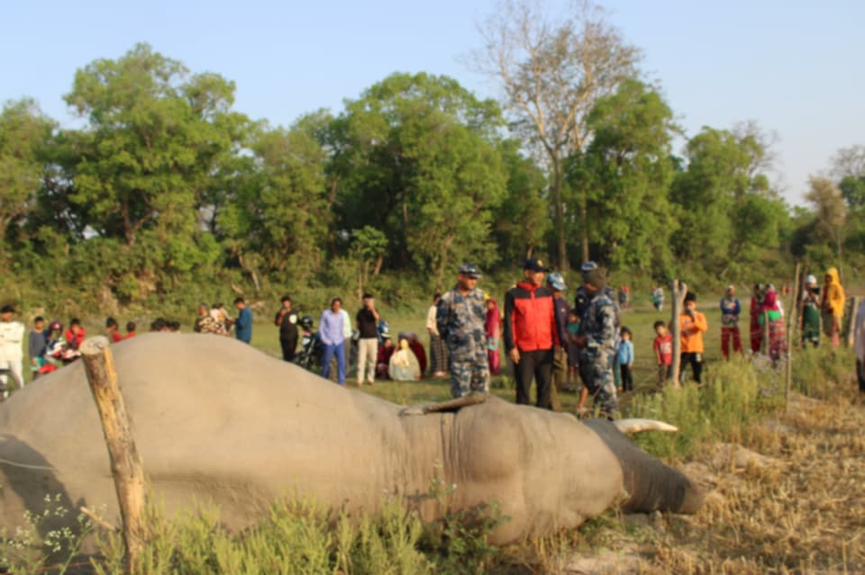 नेपाल-भारत सीमा दशगजामा मृत अवस्थामा भेटियो वयस्क हात्ती