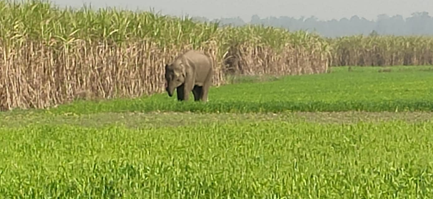 जङ्गली हात्ती गाउँ पस्यो