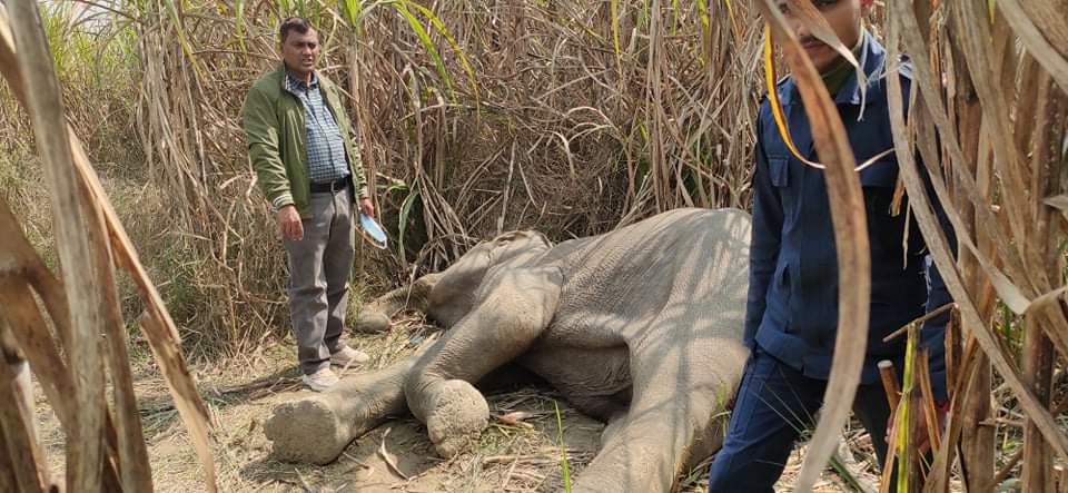 गाउँ पसेको जङ्गली हात्ती मृत फेला