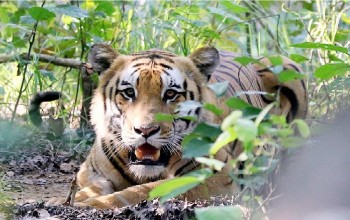 शुक्लाफाँटामा बढ्यो बाघको सङ्ख्या