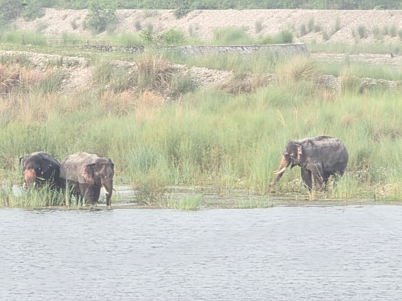 महाकाली नदीमै रमाइरहेका छन्, तीन जंगली हात्ती; बस्तीमा त्रास- रातभर सुरक्षा गस्ती