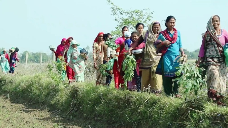 रानाथारु समुदायको चैतकी चराइँ पर्व