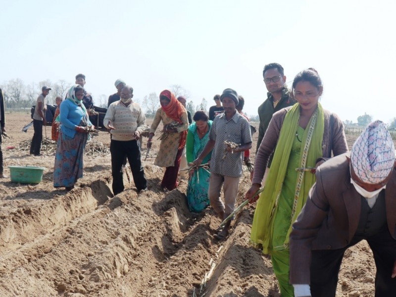 नदी तटीय क्षेत्रमा जीविकोपार्जन सुधारका लागि उखु खेती प्रवर्द्धन कार्यक्रम