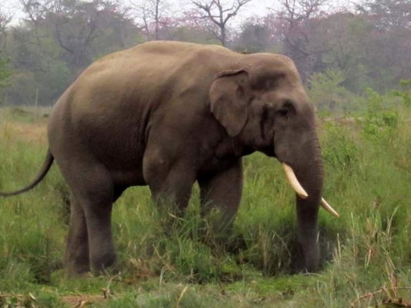 हात्तीको आक्रमणबाट एक जनाको मृत्यु
