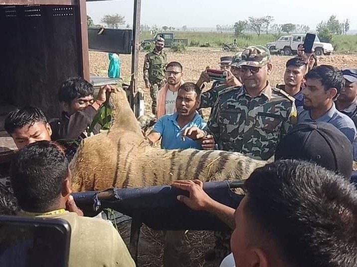 त्यो नरभक्षी बाघ... 😡😾