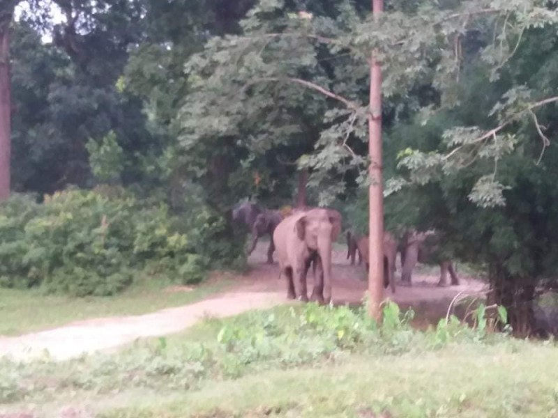 जङ्गली हात्तीको बथान गाउँ प्रवेश गरेकोले सतर्क रहन आग्रह