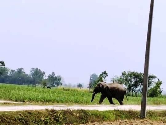 पुनर्वासमा जङ्गली हात्तीको आतङ्क