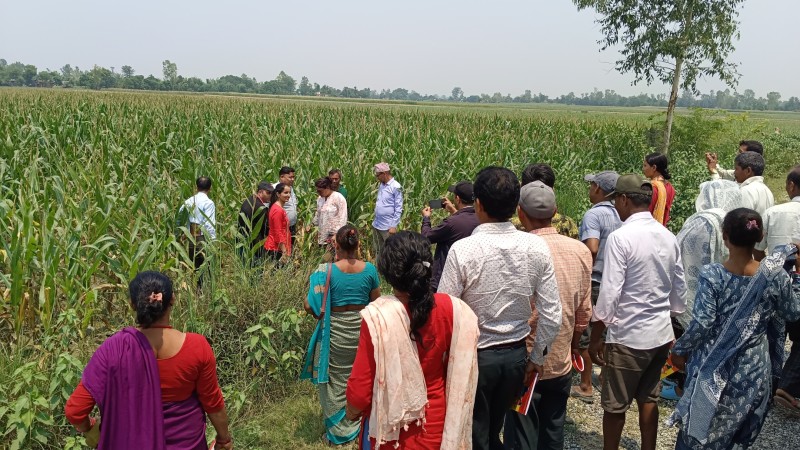 बेलौरीमा बसन्ते मकै खेती फस्टाउँदै