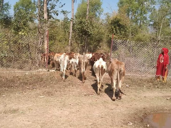 वेदकोटका छाडा पशु चौपायाको स्थानान्तरण (भिडियो रिपोर्ट सहित)