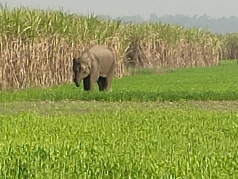 जङ्गली हात्ती गाउँ पस्यो