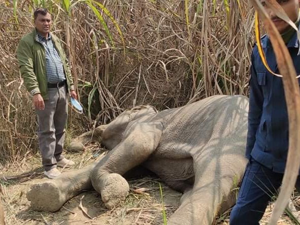 गाउँ पसेको जङ्गली हात्ती मृत फेला