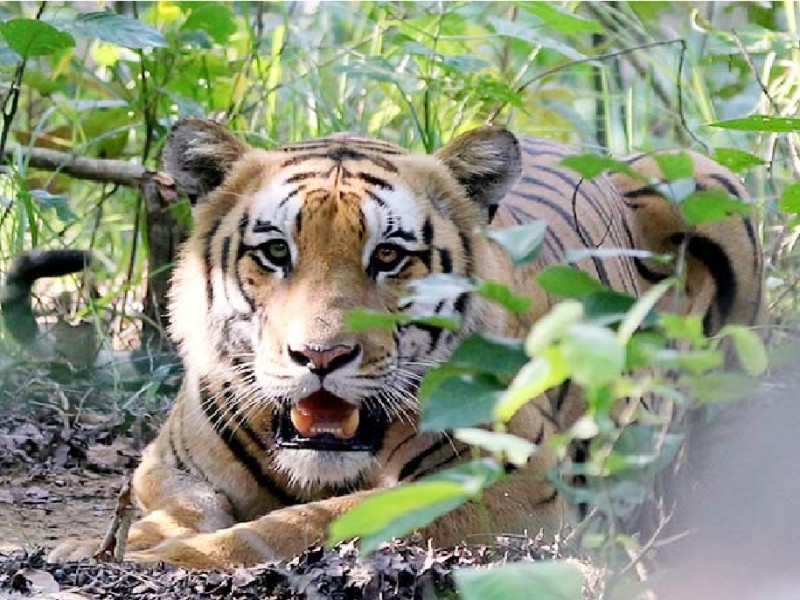 शुक्लाफाँटामा बढ्यो बाघको सङ्ख्या