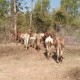 वेदकोटका छाडा पशु चौपायाको स्थानान्तरण (भिडियो रिपोर्ट सहित)