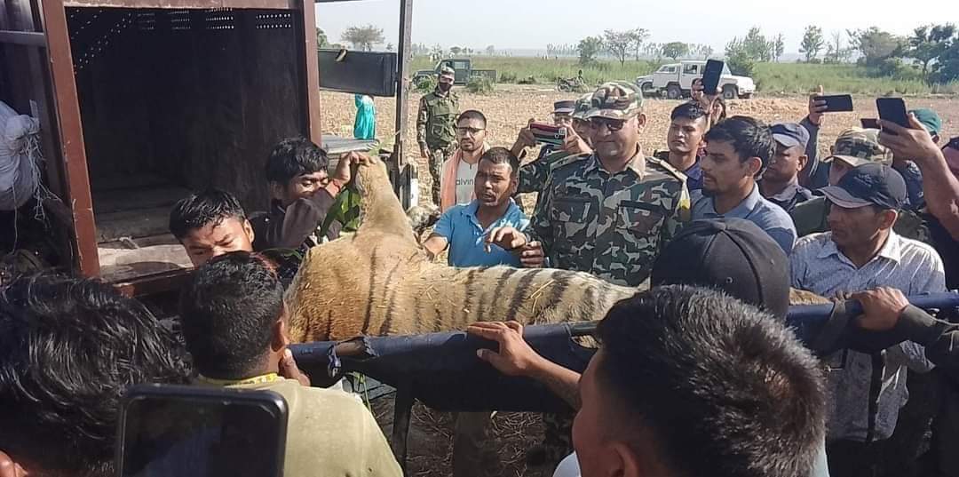 त्यो नरभक्षी बाघ... 😡😾