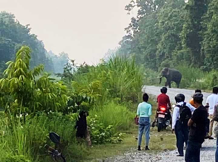 बेलडाँडी–दैजी सडकमा दिउँसै हात्तीको मुभमेन्ट