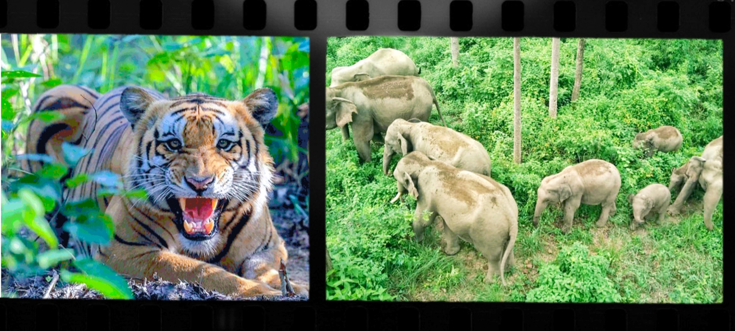 बेलौरी-पुनर्वासमा बाघ र हात्तीको त्रास